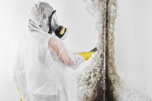 Best Mold Testing and Inspection Services in Inola, OK