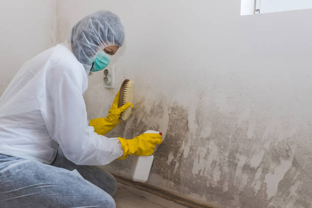 Best Post-Flood Mold Remediation in Inola, OK
