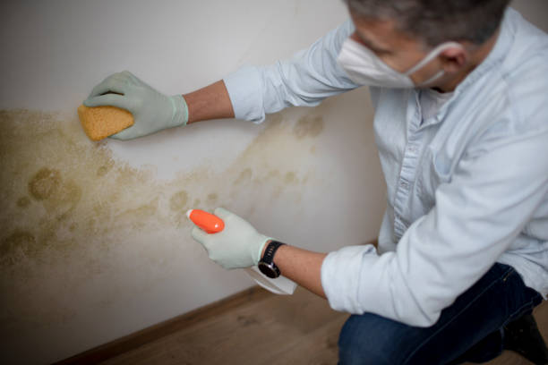 Best Post-Flood Mold Remediation in Inola, OK