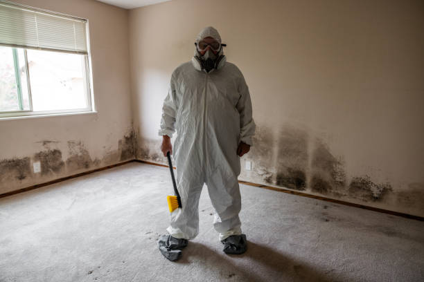 Best Attic Mold Remediation in Inola, OK